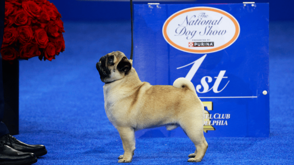 Vito Pug National Dog Show