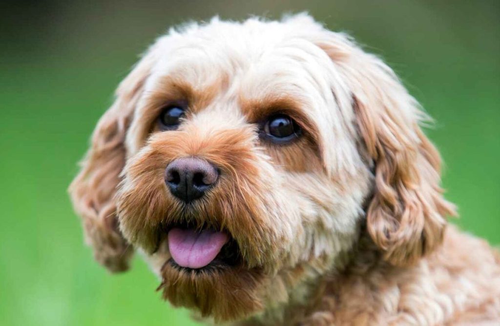 A close-up photograph of a Cavapoo dog or Cavoodle with big brown eyes and a reddish/white colored coat that is nicely groomed.