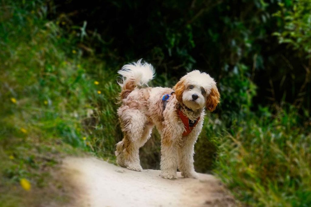 A white and red Cavapoo looks back at his owner down a pathway while hiking. The dog wears a red harness and is wagging his tail.