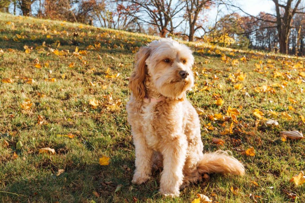 A fluffy Cavapoo dog sits on a hillside in autumn. Leaves are on the ground around him. He looks off to his left.