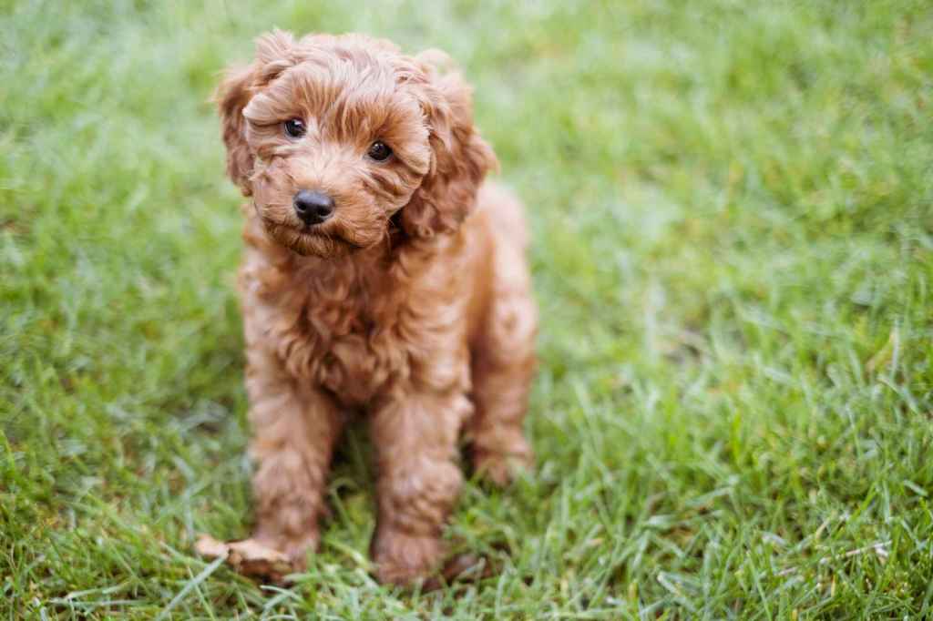 A Cavapoo puppy sits in the grass, listening intently to the unseen person holding the camera.