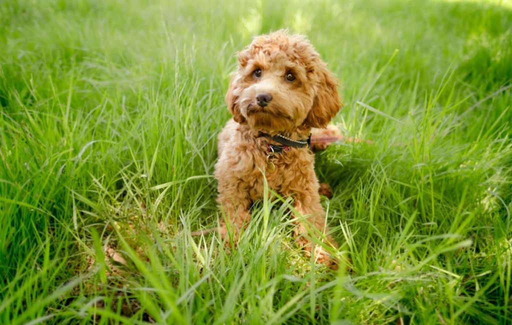 A red-colored Cavoodle or Cavapoo dog sits in a field of long grass.