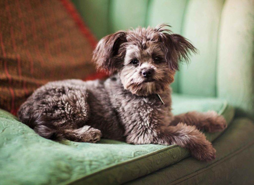 A brown Yorkipoo sits on a plush green couch with a red pillow looking at the camera. His ears are perked up, listening intently.