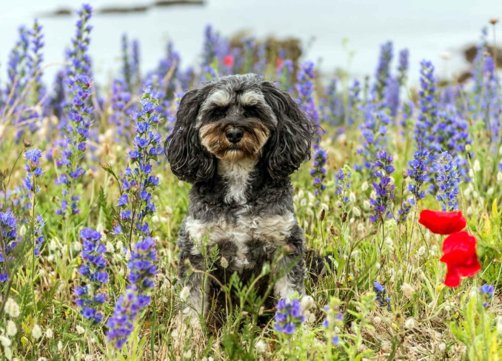 A black and white Cavoodle or Cavapoo sits in a field of bluebonnets or Lupin flowers. To the bottom of the frame is one bright red poppy. The dog looks out from the center of the frame through flowers at the camera.