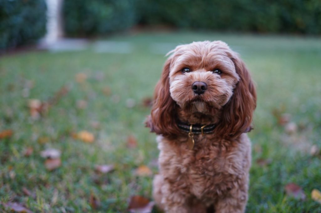 A small dog (red Cavoodle or Cavapoo) is outside in the backyard on the grass