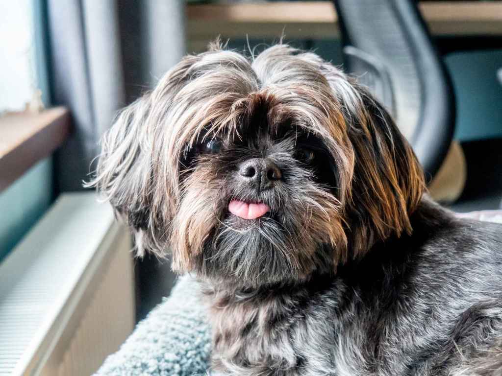 A grey and tan Shorkie looking at the camera with his tongue sticking out, head tilted.