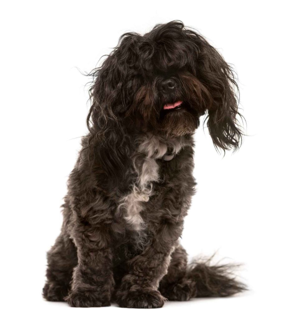 A fluffy black Shichon or a Shih Tzu Bichon Frise Mix against a white studio backdrop.