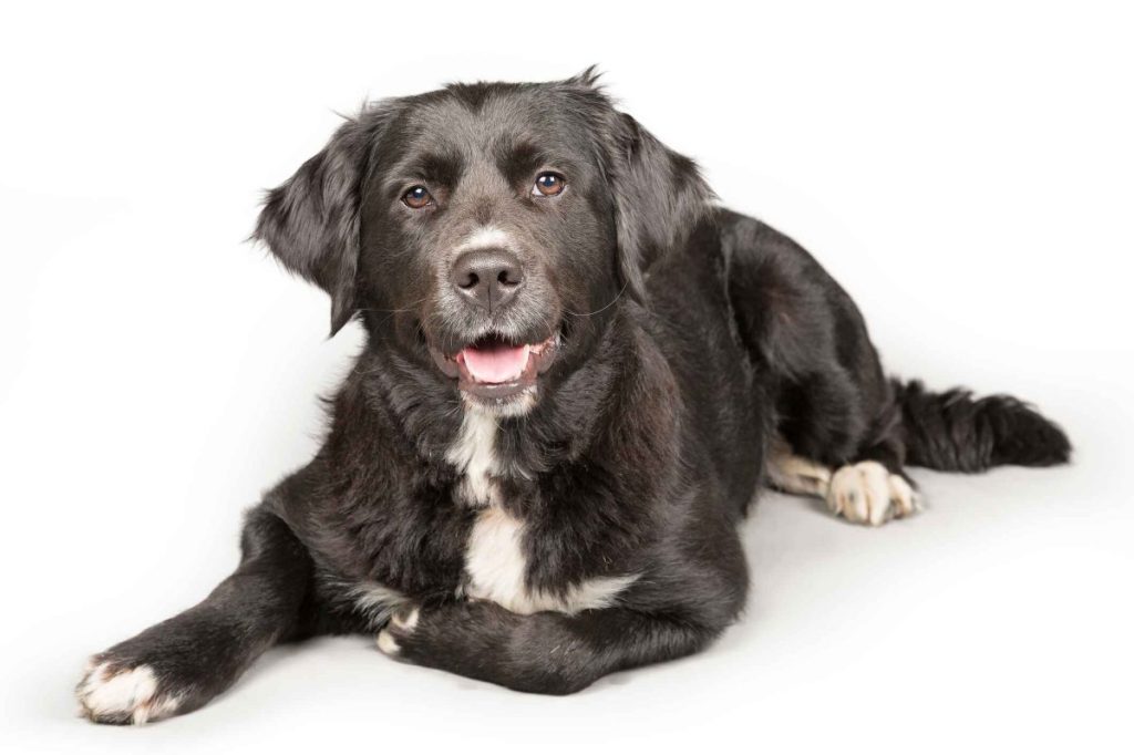 A black and white Golden Mountain Dog sits against a white studio backdrop. The dog is mostly black with a white band down his chest with white tips on his paws.