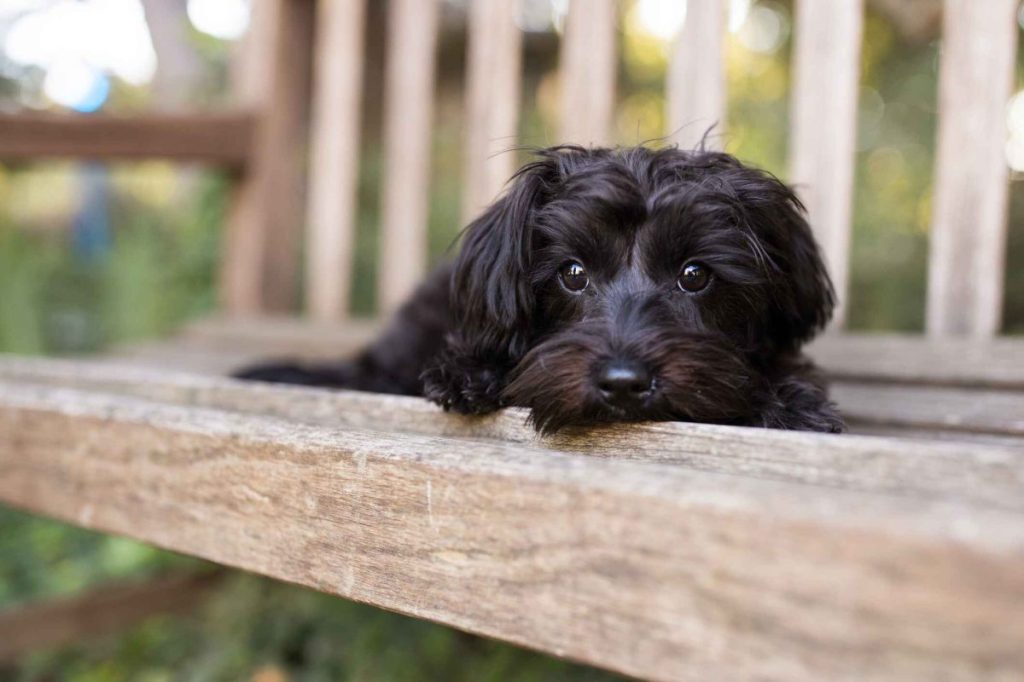 A back Yorkipoo sits on a wooden bench looking at the camera.