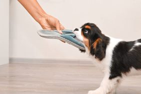 Owner stopping dog from chewing on slipper.