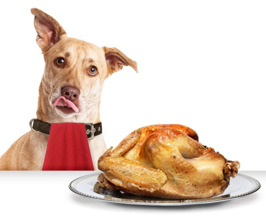 Hungry dog in front of roasted Thanksgiving day turkey wearing red napkin with tongue out.