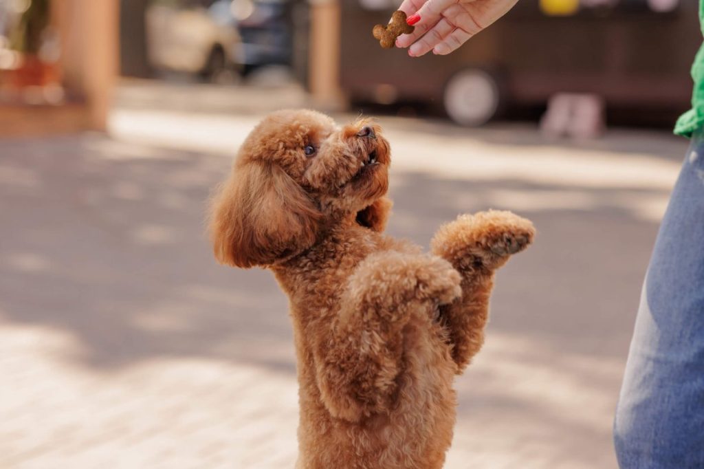 Woman training her small Toy Poodle dog outdoors.