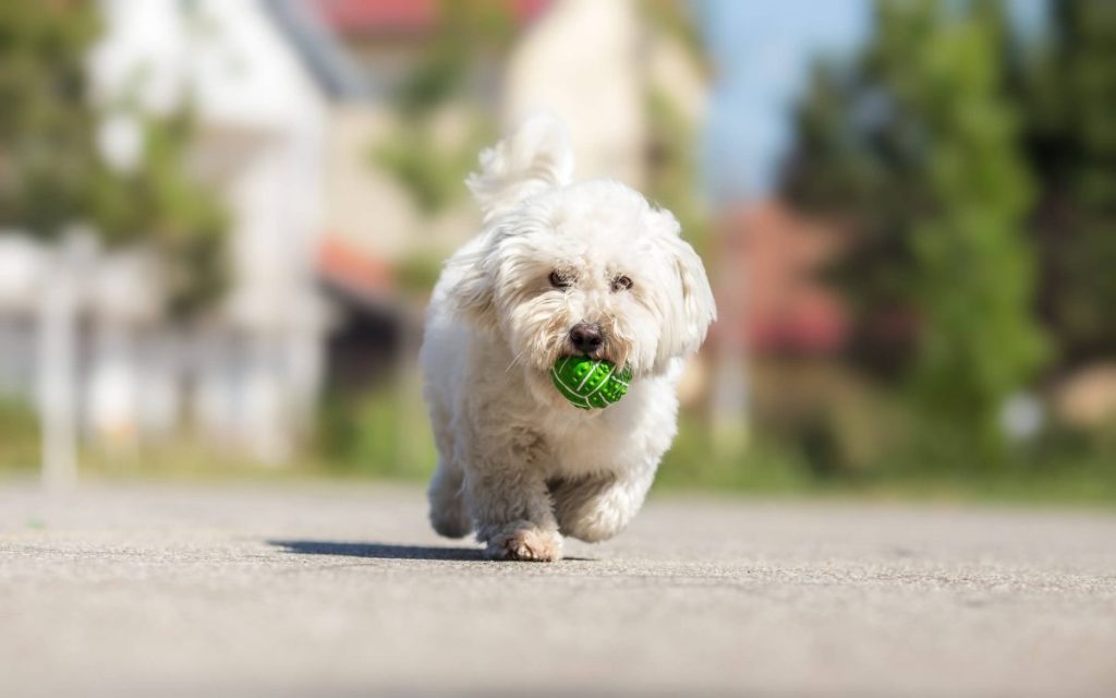 Coton de Tulear playing fetch.