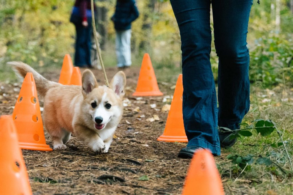 Pet parent training their Pembroke Welsh Corgi outdoors.