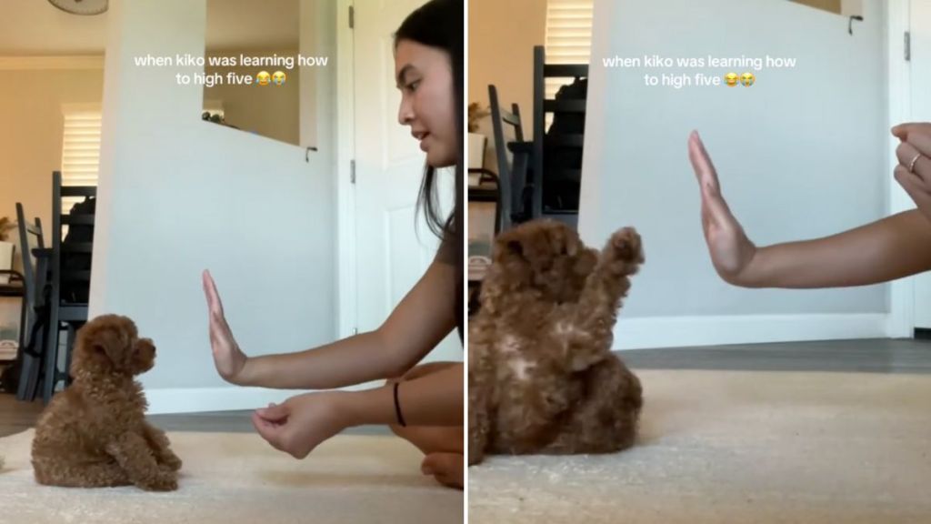 toy poodle high-five video