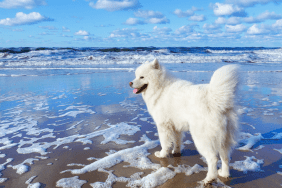 White fluffy Samoyed dog walks along the beach on the background of the stormy sea