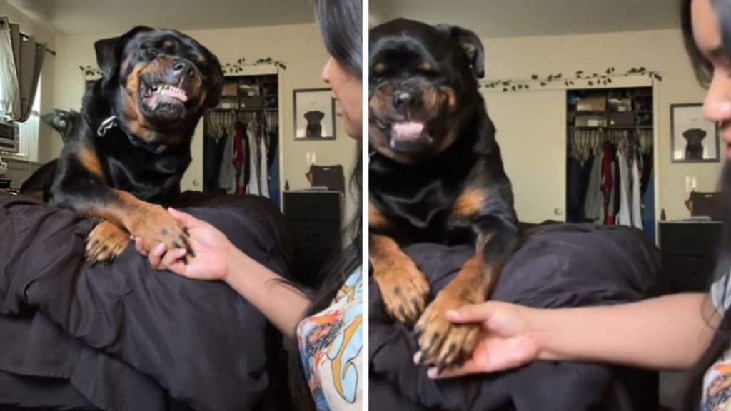 Rottweiler nail trim video