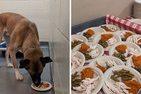 shelter dogs thanksgiving meal