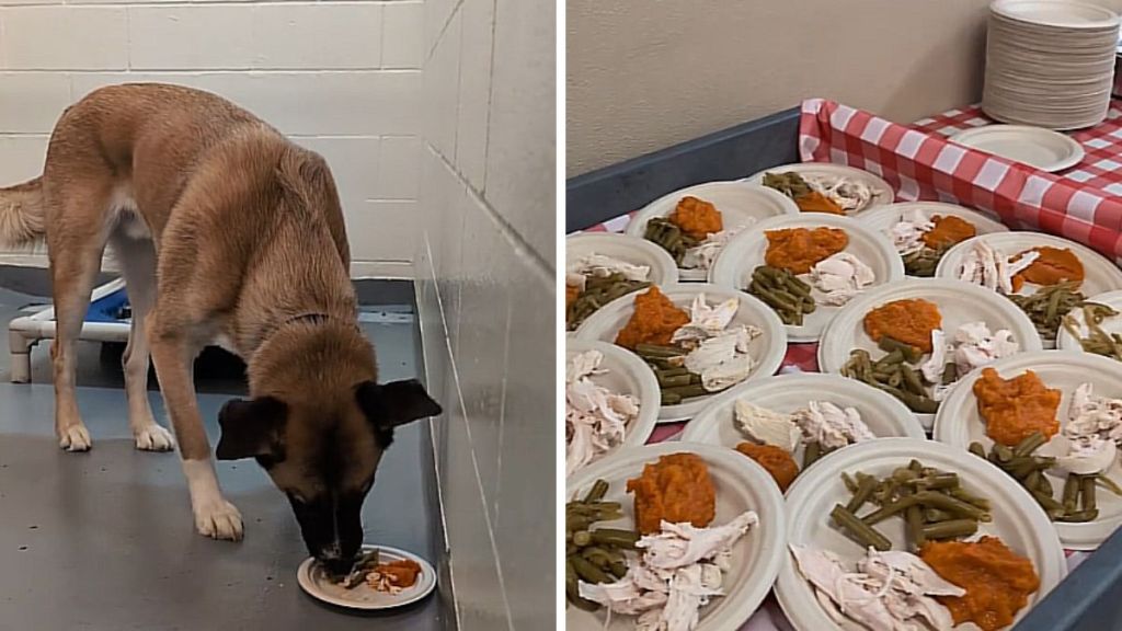 shelter dogs thanksgiving meal