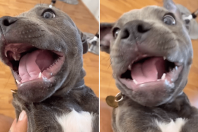 puppy gremlin noise video Instagram