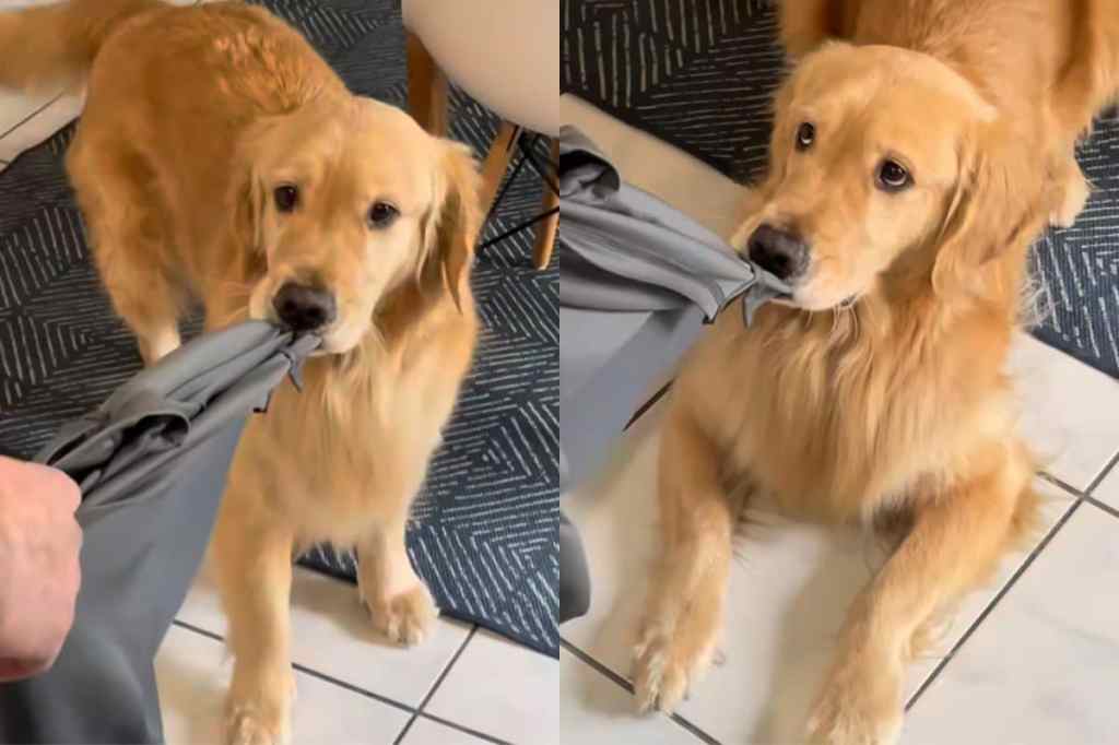 Dog playing game of tug of war with owner’s shirt in Instagram video.