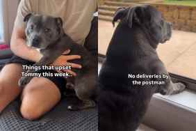 Video of dog who featured in owner’s pregnancy photoshoot.