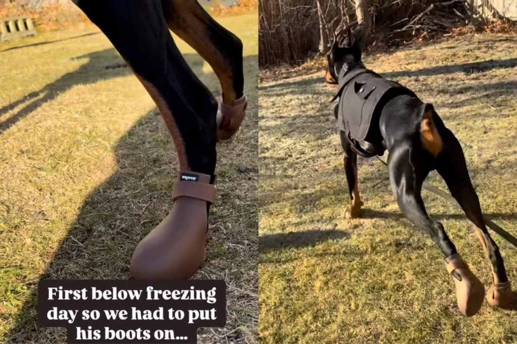 Video of dog awkwardly walking in boots.