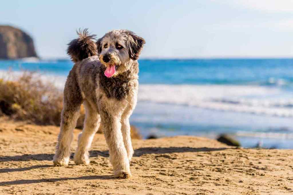 A grey and white Aussiedoodle walks along a beach with bright blue water.