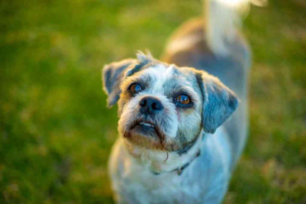 A Maltese Shih Tzu mix with a recently groomed short coat looks up at the camera.