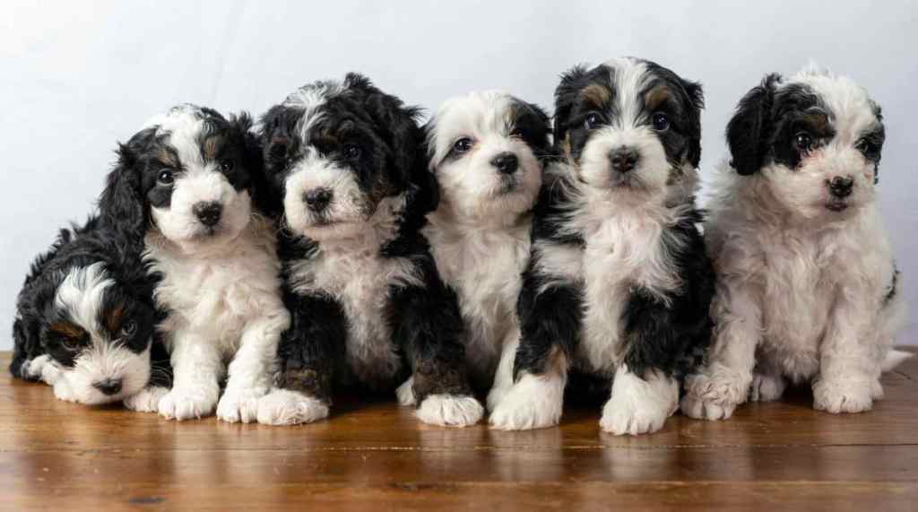 Six black and white Bernedoodle puppie smushed together in an adorable lineup.