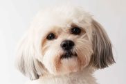 A white coated, well-groomed Maltese Shih Tzu with dark brown eyes, a black nose, and silver tipped ears looks at the camera.