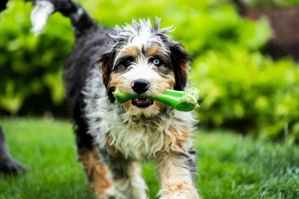 A happy tri-colored Bernedoodle with one blue eye, one brown eye runs with a green chewy bone.