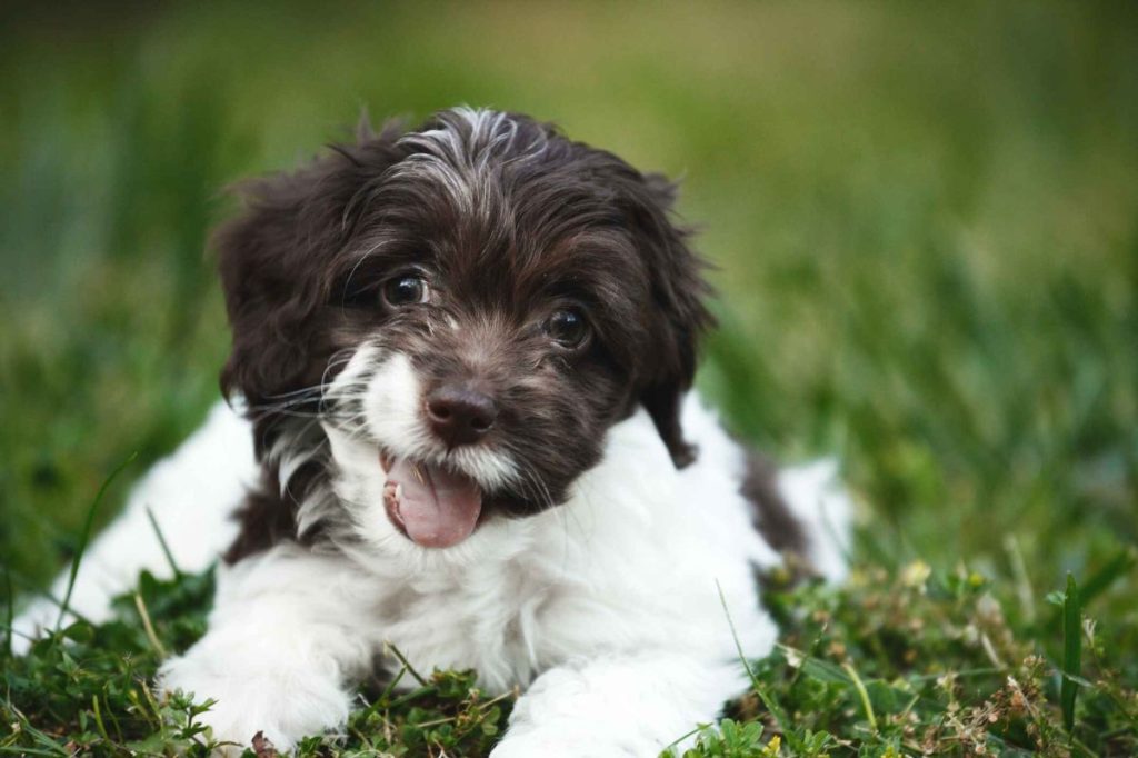 A chocolate and white Cockapoo puppy sits on the grass, looking into the camera lens.