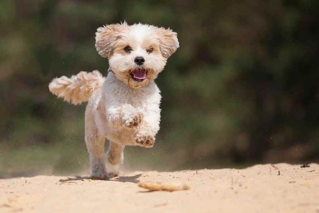 A Shih Tzu/Maltese Mix is very happy by running in the yellow sand with 3 paws off the ground.