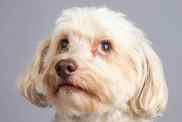 A solid cream colored Havapoo with light brown eyes looks up and to the side thoughtfully against a grey studio backdrop.