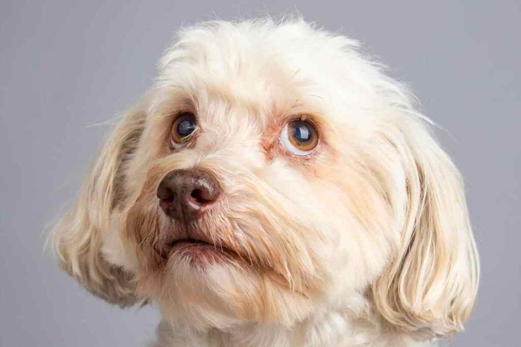 A solid cream colored Havapoo with light brown eyes looks up and to the side thoughtfully against a grey studio backdrop.