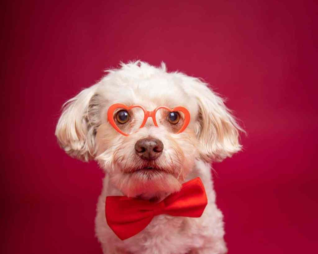 A silly photograph of a cream colored Havapoo wearing red heart shaped glasses and a red bowtie against a red studio backdrop. The dog looks directly at the camera, intrigued.