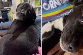 dog owner kiss video