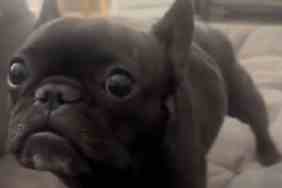 talking Frenchie video