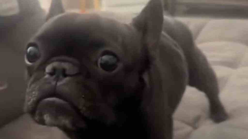 talking Frenchie video