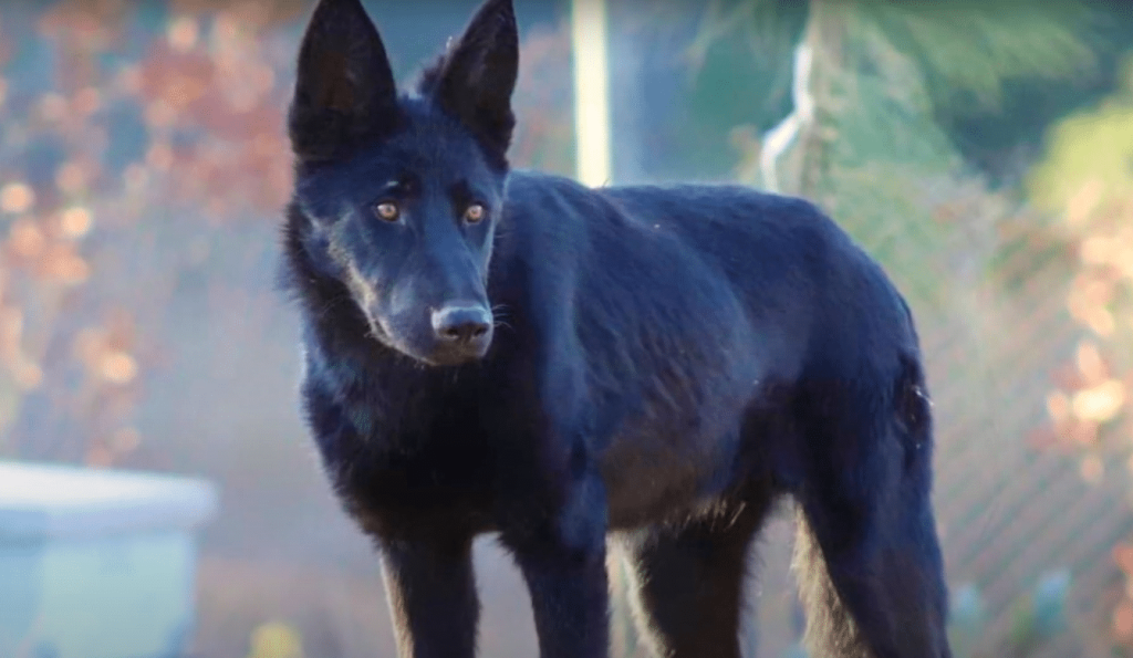 A large Calupoh dog with amber colored eyes looks off into the distance.