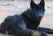 A black Calupoh (Mexican Wolfdog) sits in a sandy clearing, looking at the camera.