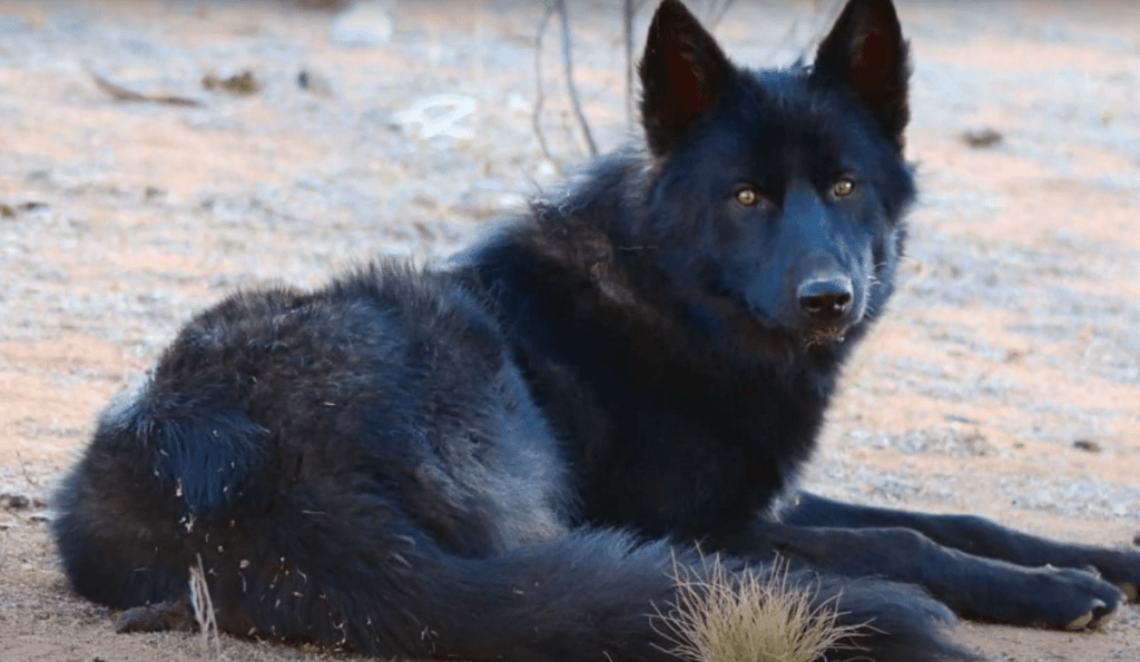 A black Calupoh (Mexican Wolfdog) sits in a sandy clearing, looking at the camera.