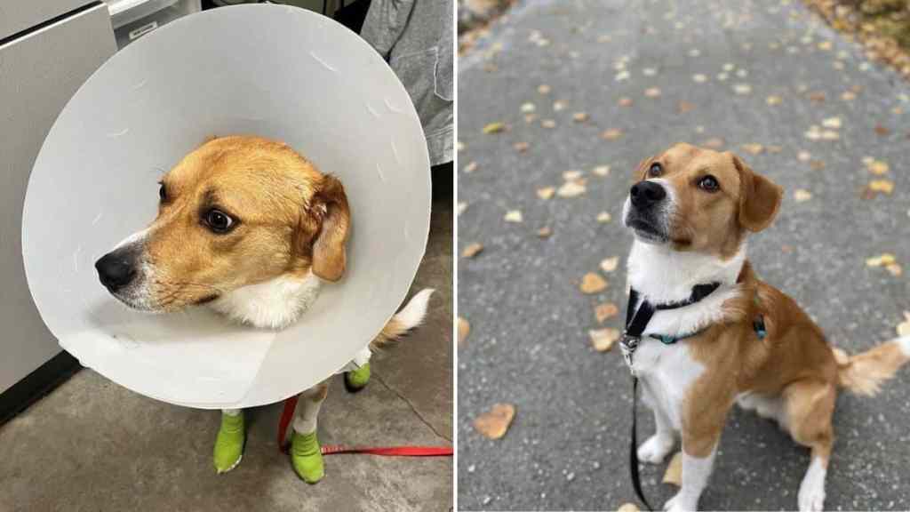 dog truck