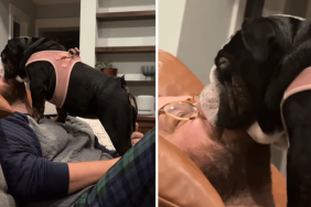 dog fell asleep on a person's face