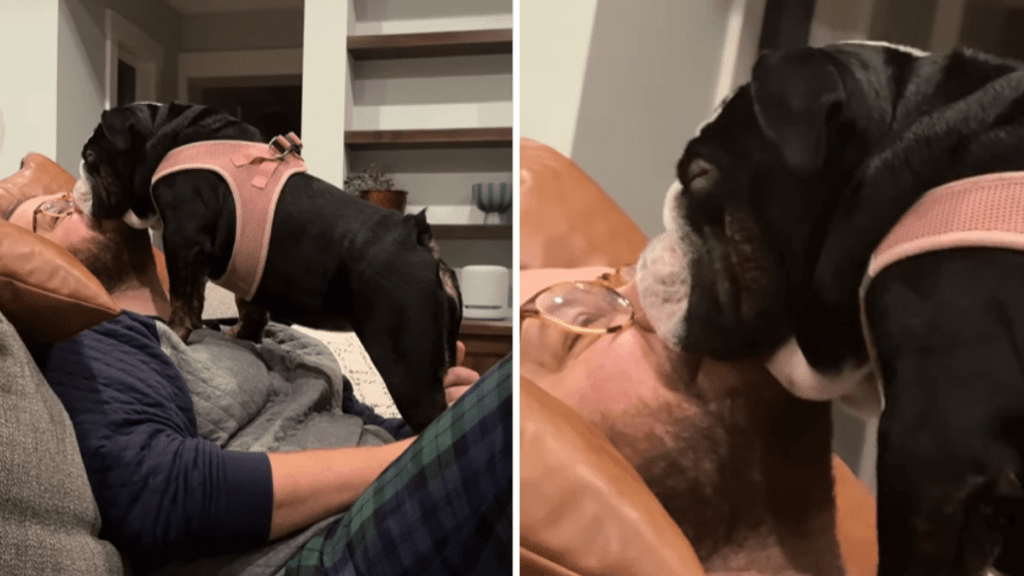dog fell asleep on a person's face