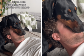 A clingy Doberman dog