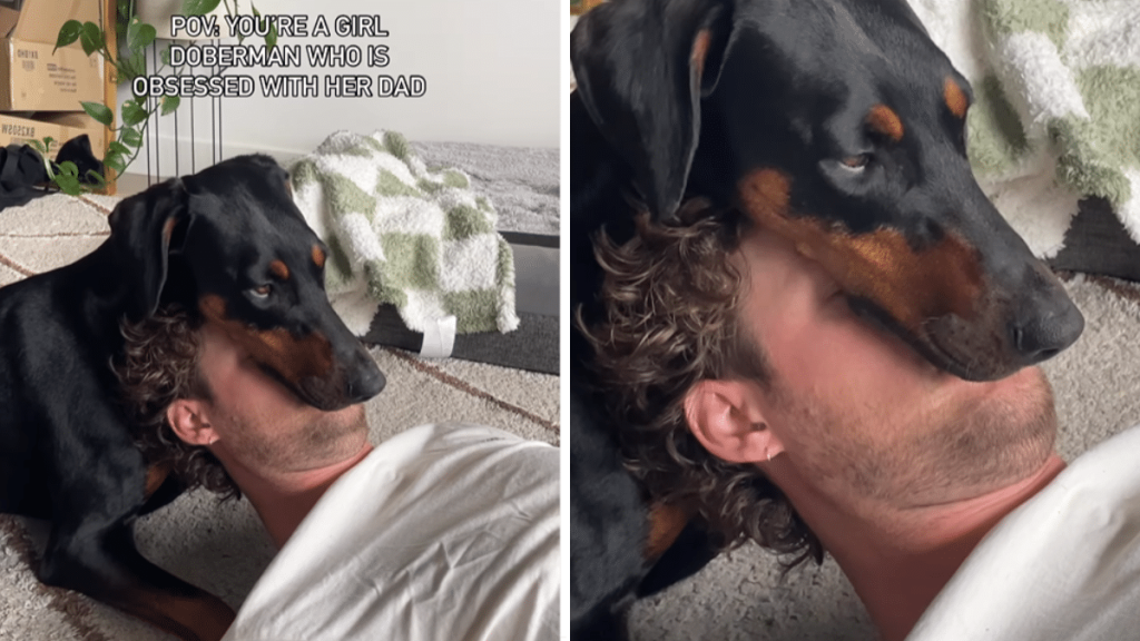 A clingy Doberman dog