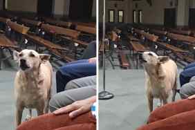 dog choir singing video