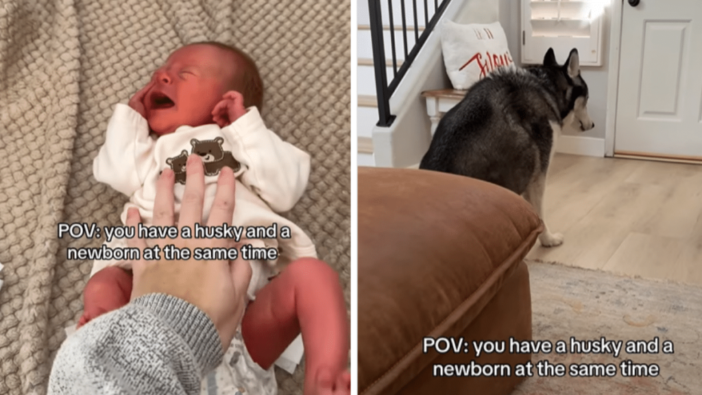 Husky appears to be copying newborn baby's cries